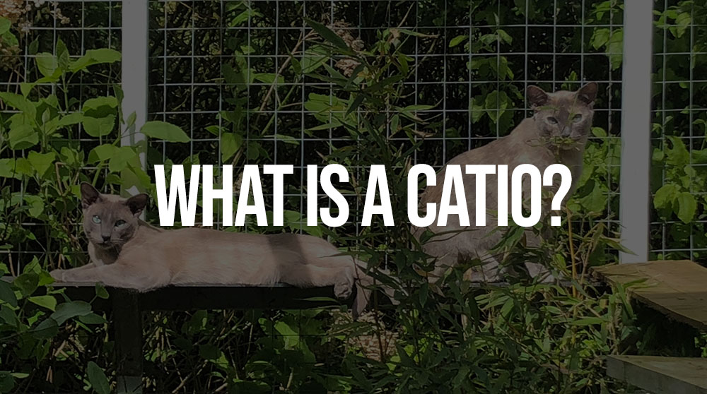what is a catio
